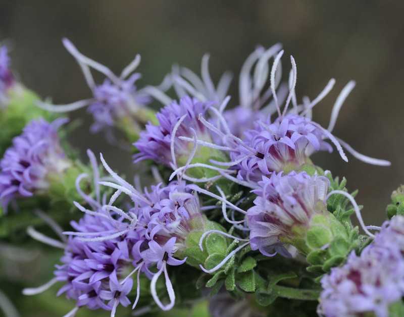 Appalachian Blazing Star photo 3
