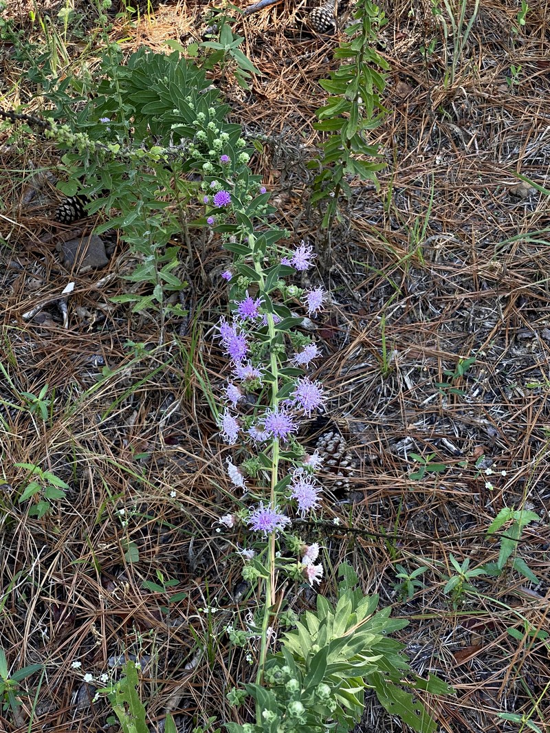 Appalachian Blazing Star photo 4