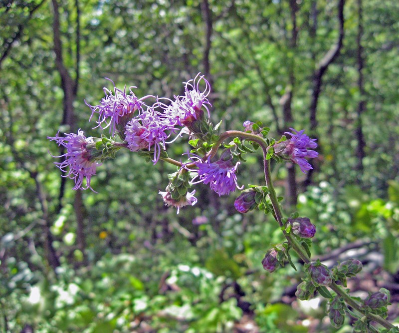 Appalachian Blazing Star photo 5