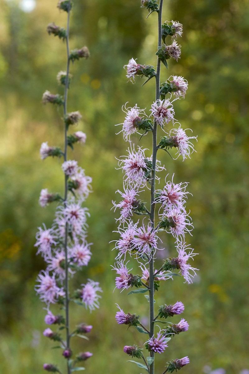 Appalachian Blazing Star