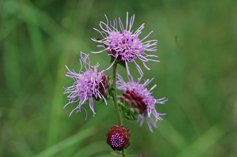 Appalachian Blazing Star photo 6
