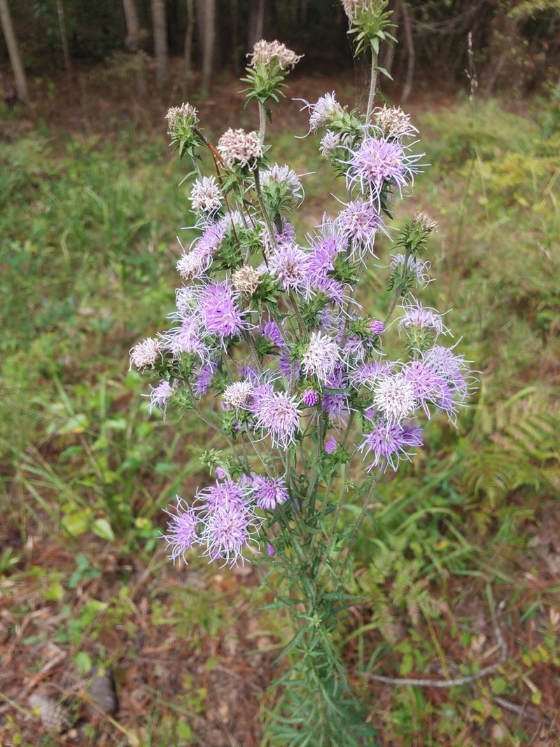 Appalachian Blazing Star