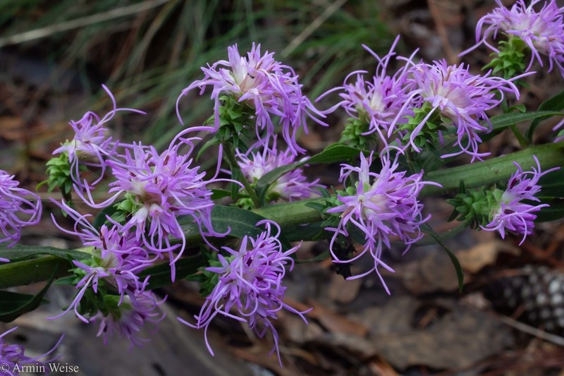Appalachian Blazing Star photo 2