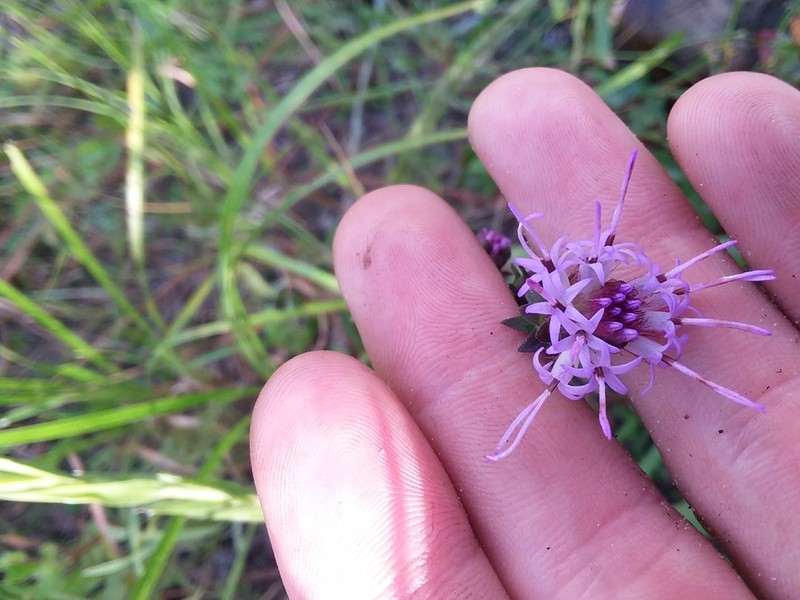Appalachian Blazing Star photo 3