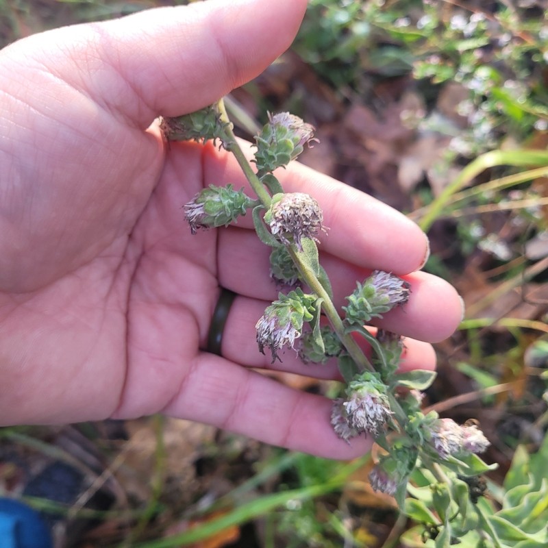 Appalachian Blazing Star photo 4