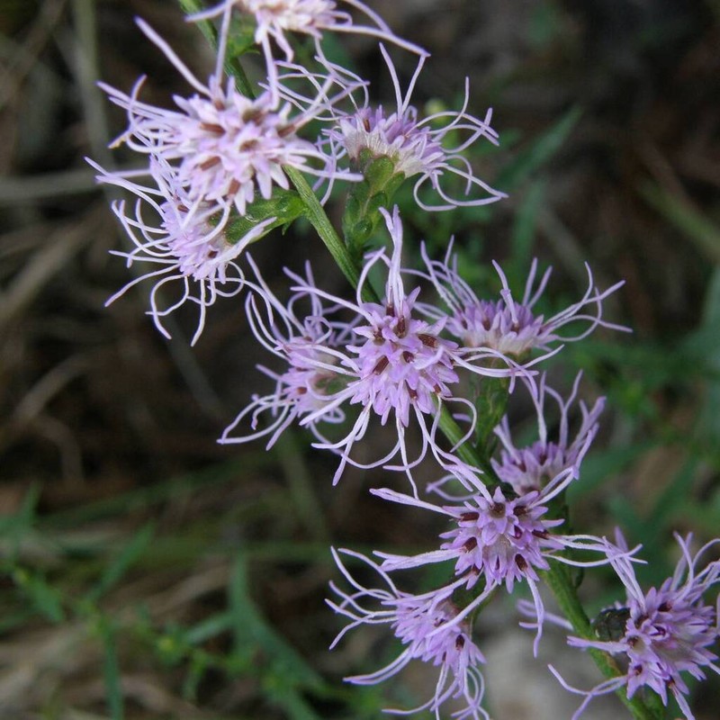 Appalachian Blazing Star photo 5