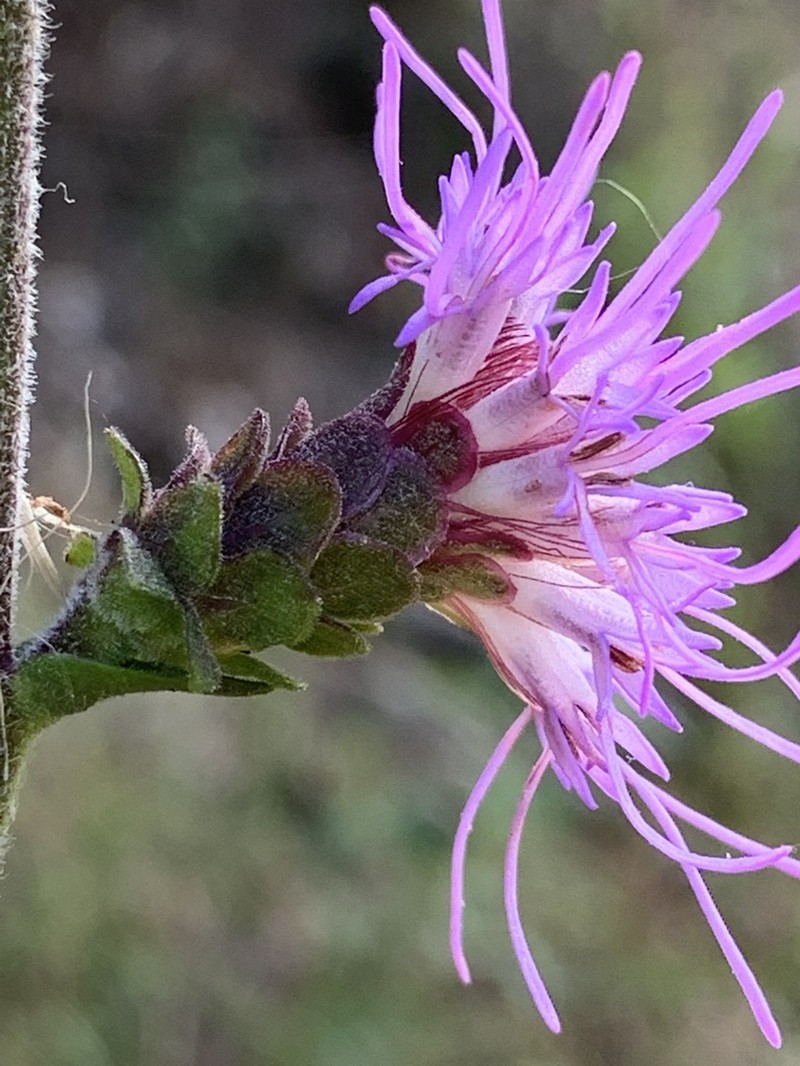 Appalachian Blazing Star photo 6