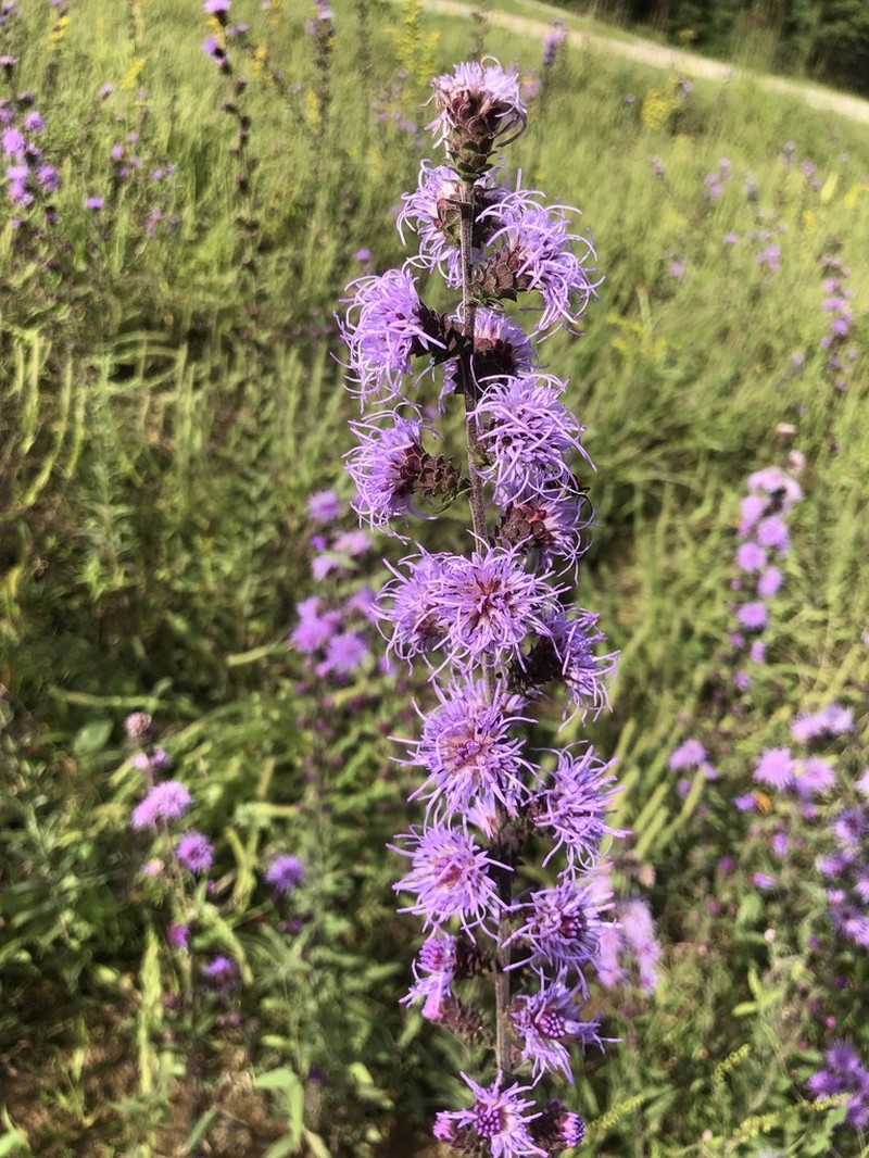 Appalachian Blazing Star photo 7