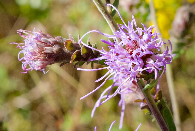 Appalachian Blazing Star photo 8
