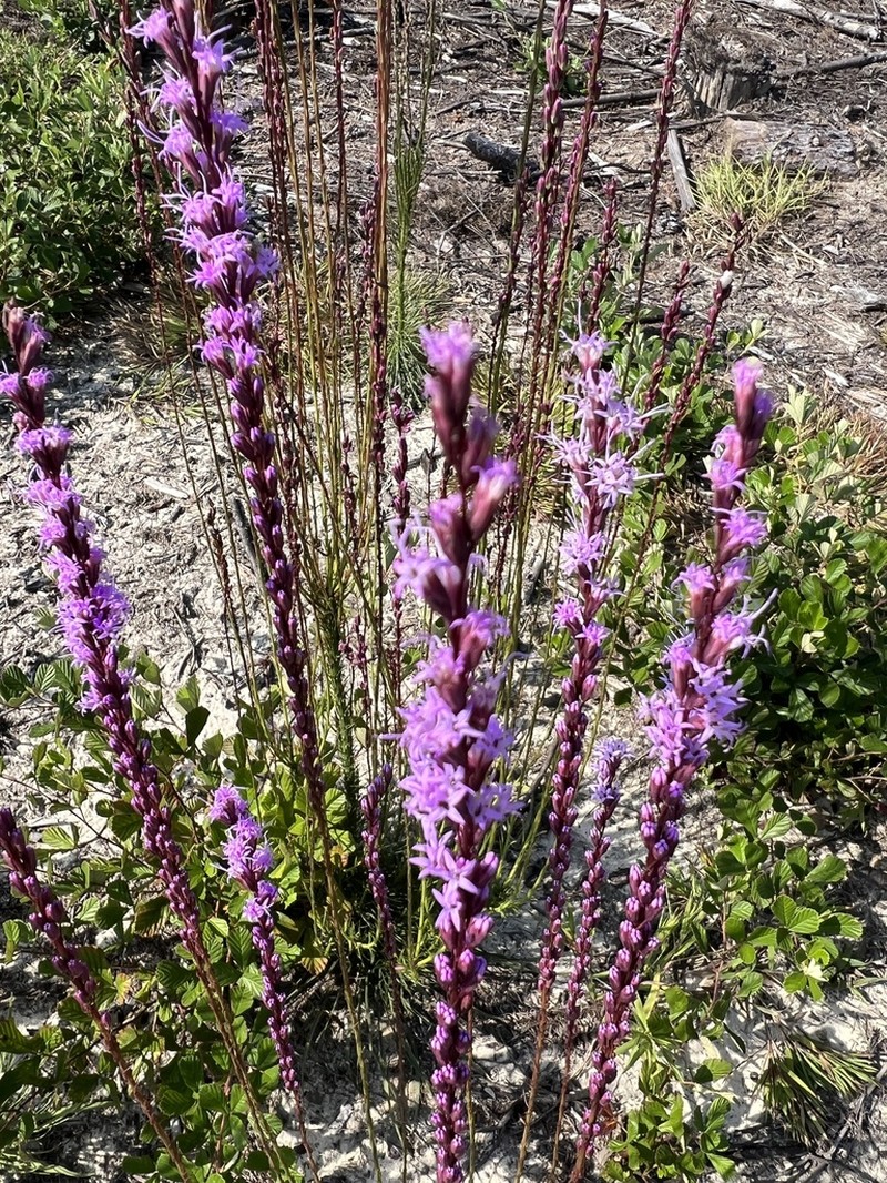 Shortleaf Blazing Star