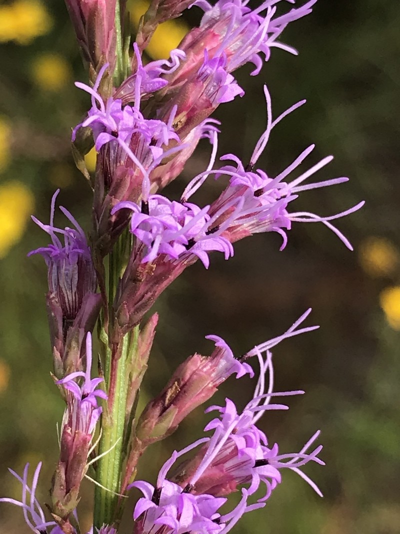 Shortleaf Blazing Star photo 2