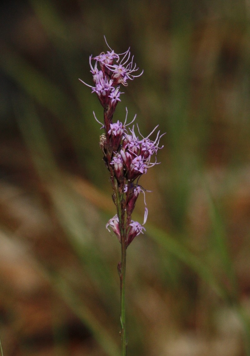 Shortleaf Blazing Star photo 3