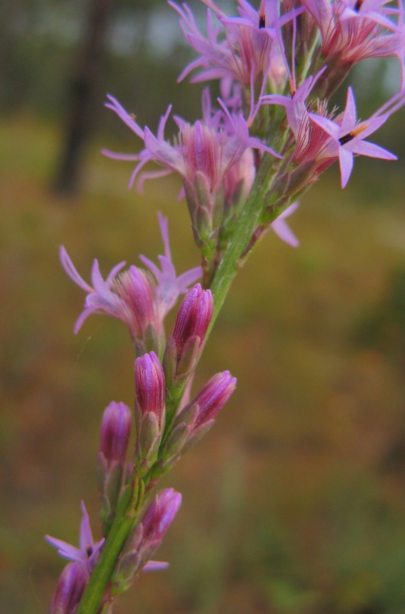 Shortleaf Blazing Star photo 4