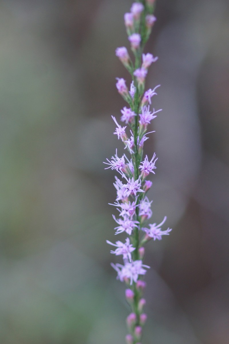 Shortleaf Blazing Star photo 5