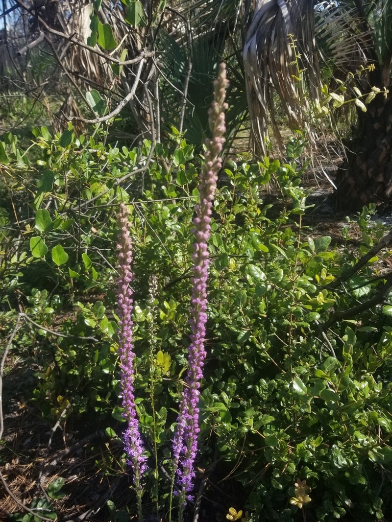 Shortleaf Blazing Star photo 6