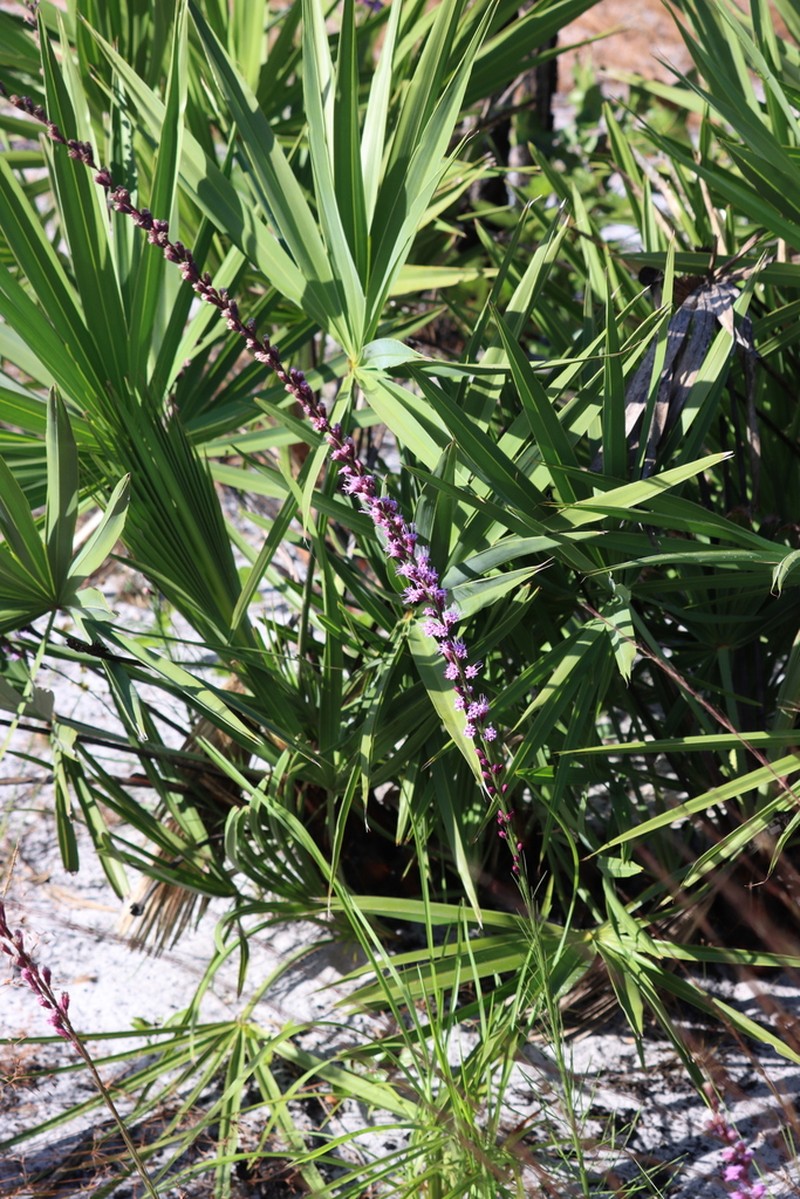 Shortleaf Blazing Star photo 7