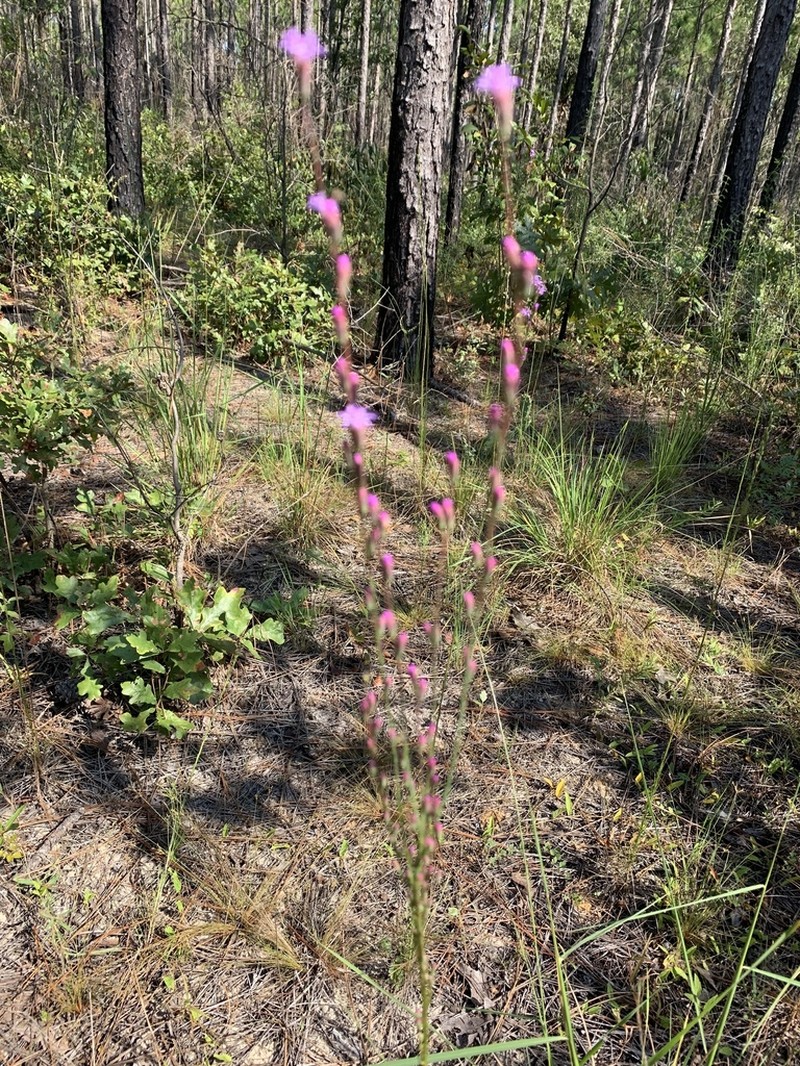 Shortleaf Blazing Star photo 8