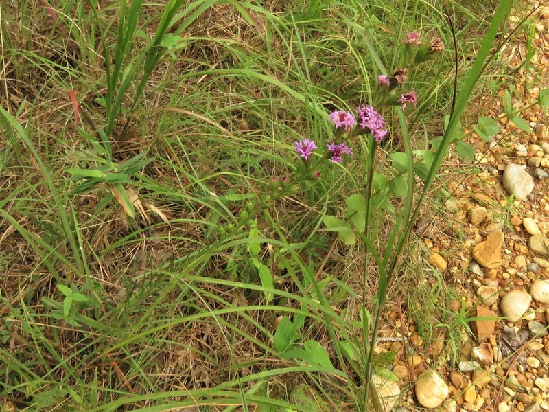 Gulf Blazing Star