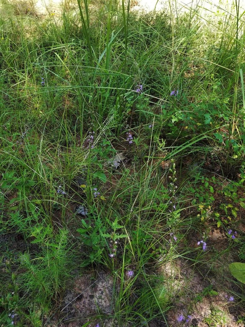 Gulf Blazing Star photo 2