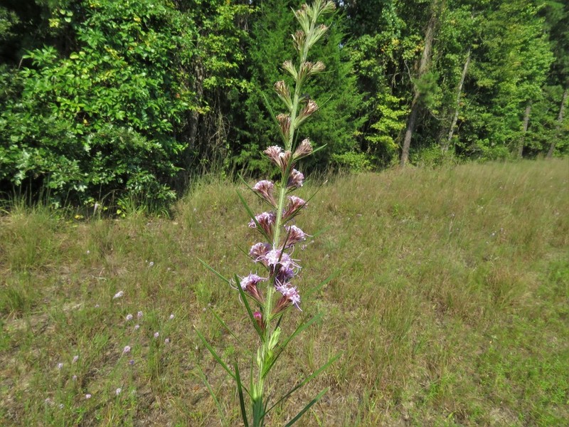 Gulf Blazing Star photo 3