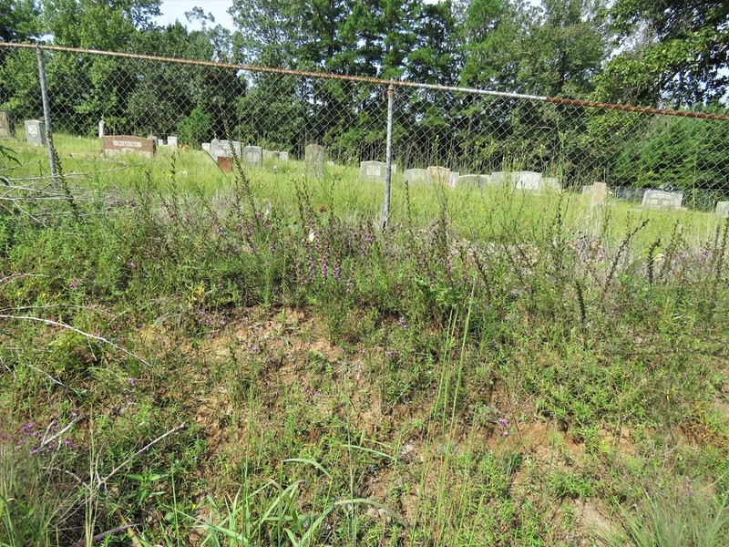 Gulf Blazing Star photo 4