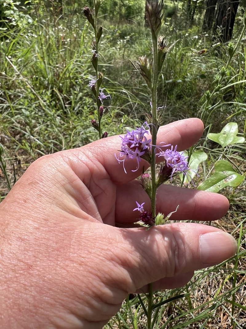 Gulf Blazing Star photo 5