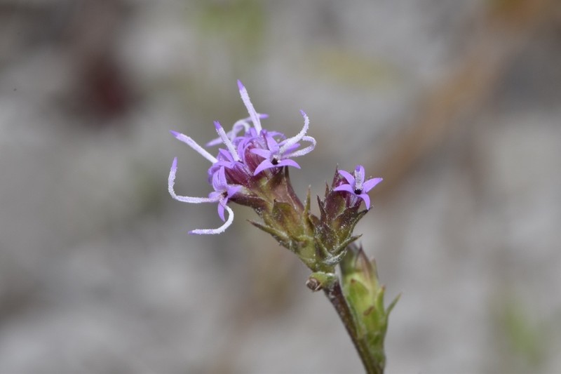 Gulf Blazing Star photo 6
