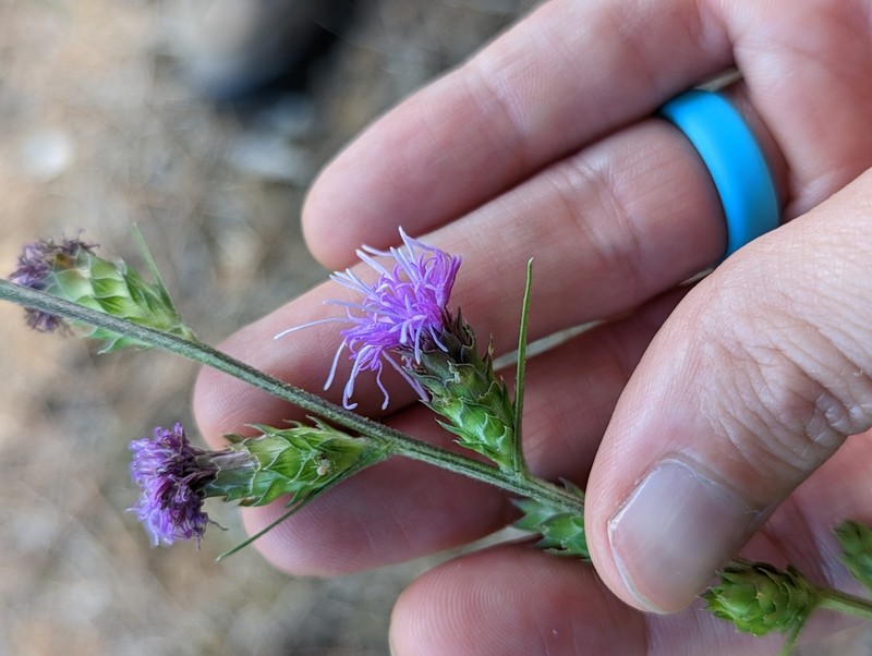Gulf Blazing Star photo 7