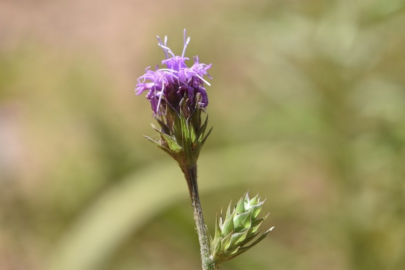 Gulf Blazing Star photo 8