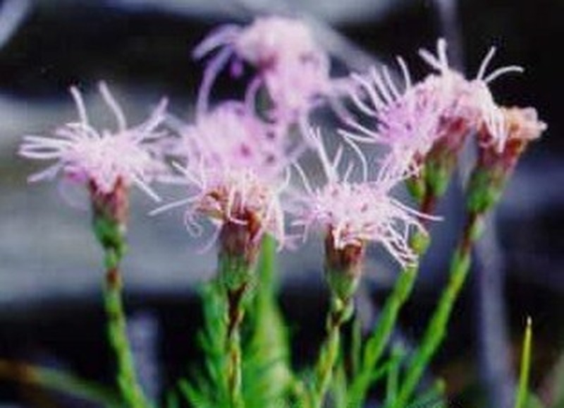 Turgid Blazing Star