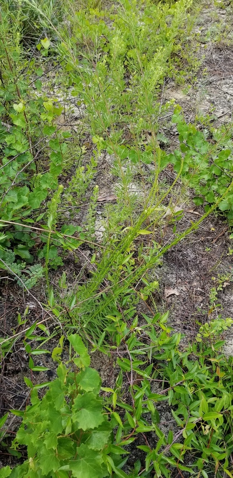 Wand Blazing Star