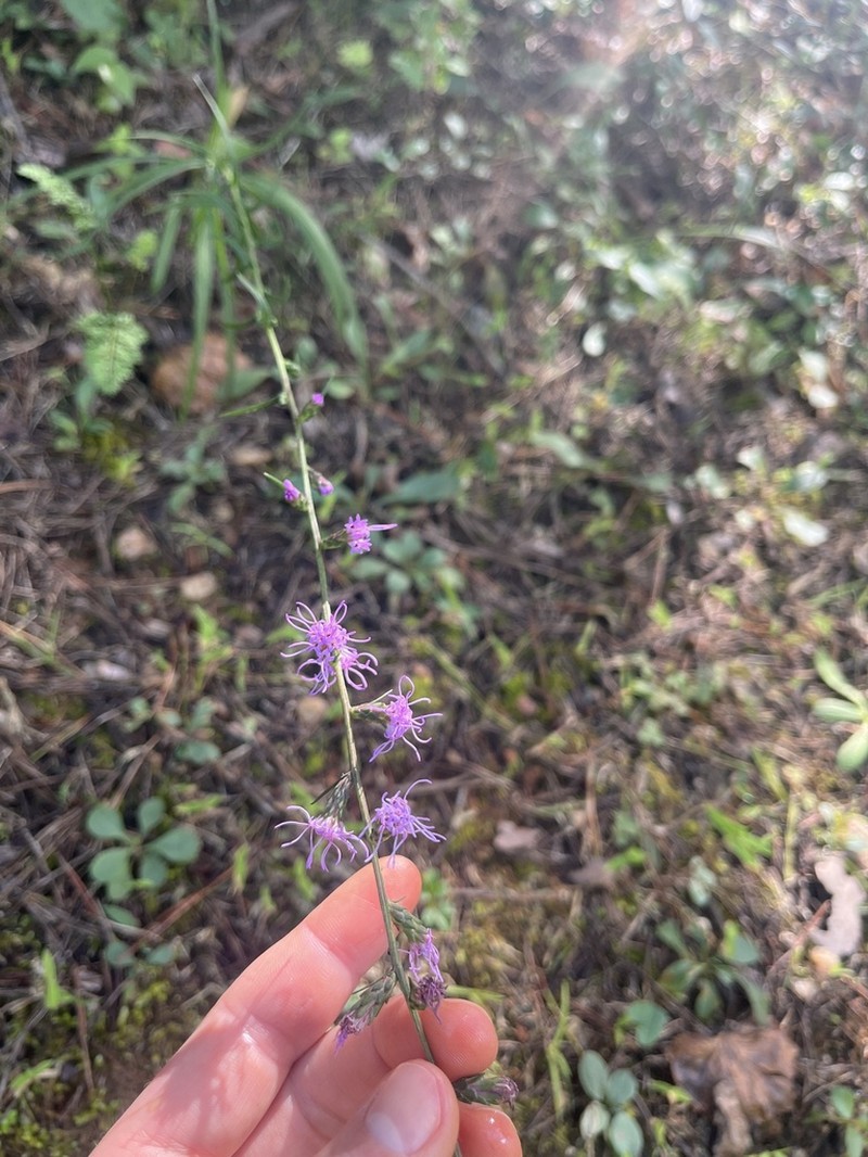 Wand Blazing Star photo 2