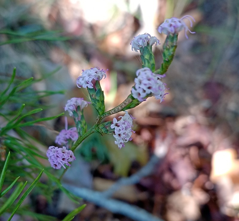 Wand Blazing Star photo 3