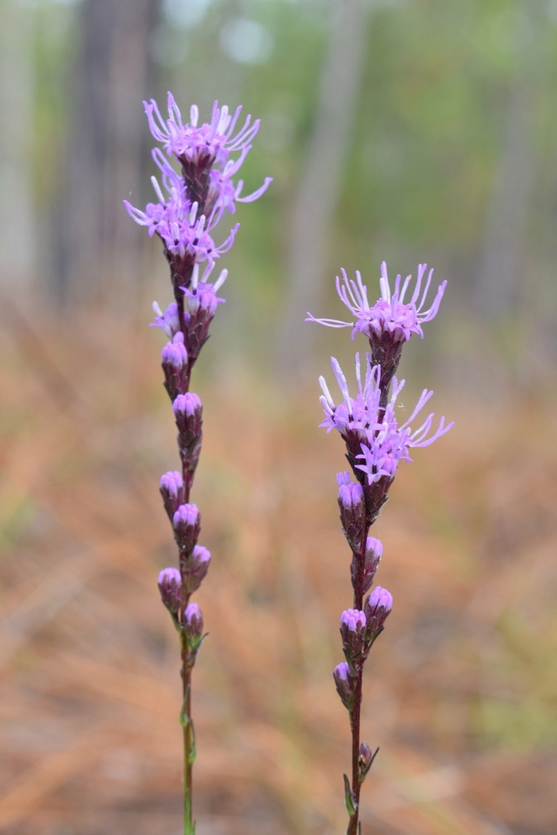 Wand Blazing Star photo 4
