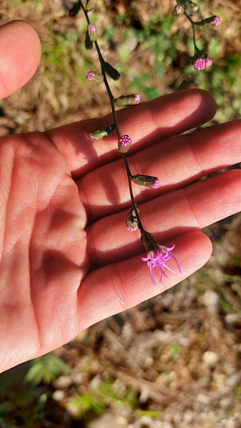 Wand Blazing Star photo 5