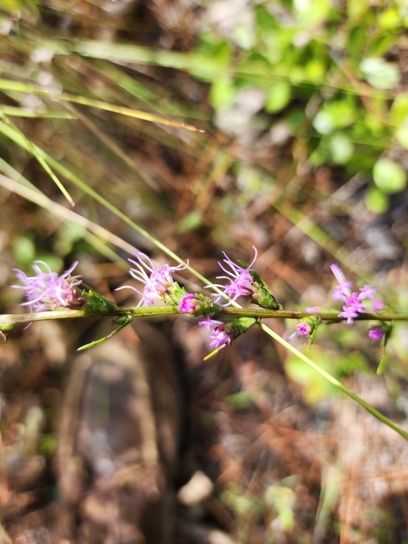 Wand Blazing Star photo 6
