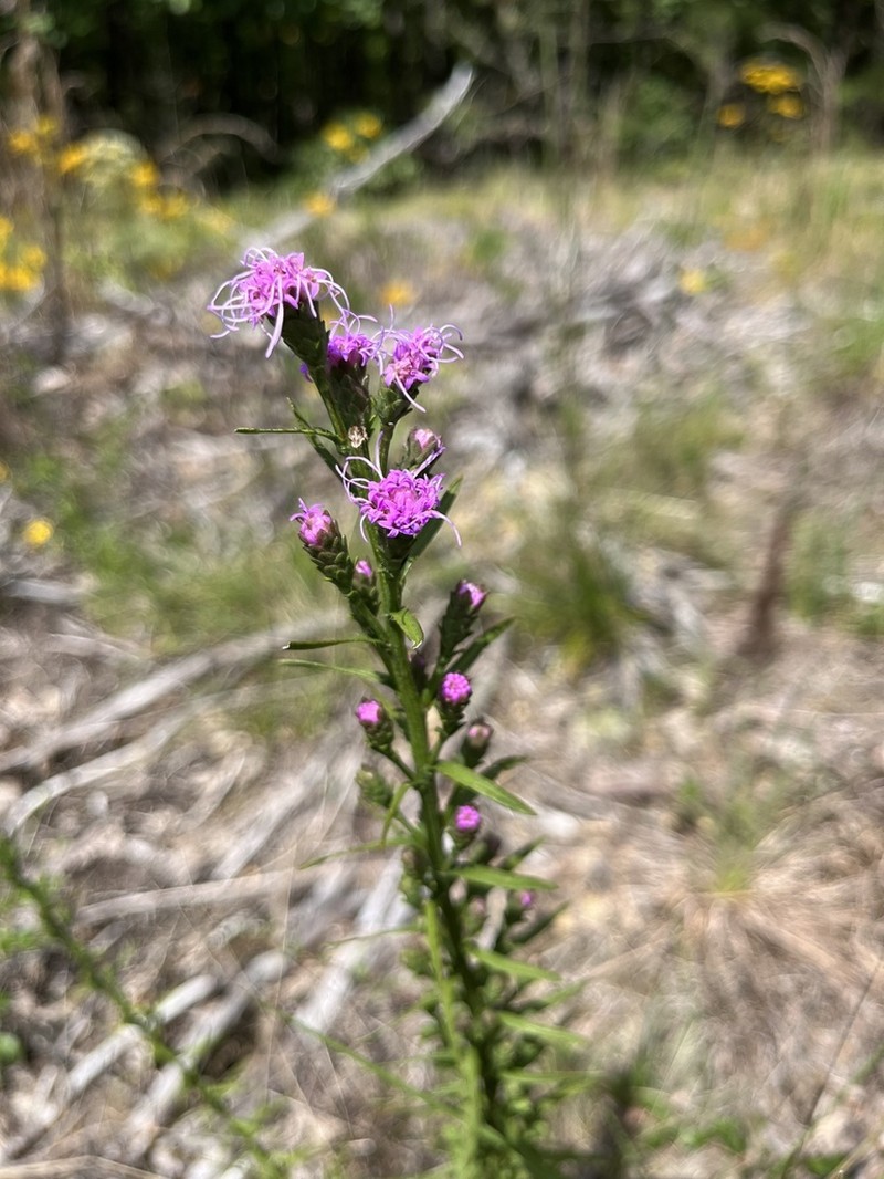 Wand Blazing Star photo 7