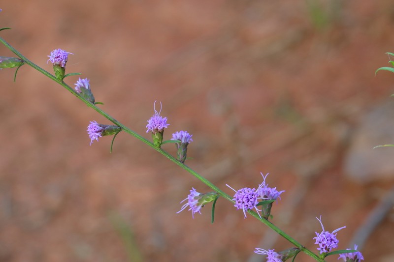 Wand Blazing Star photo 8