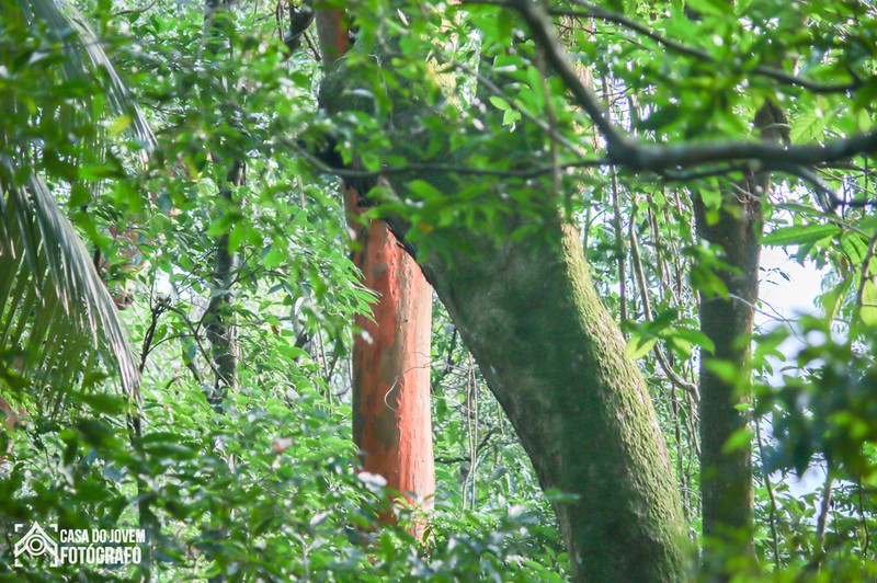 Libidibia leiostachya photo 3