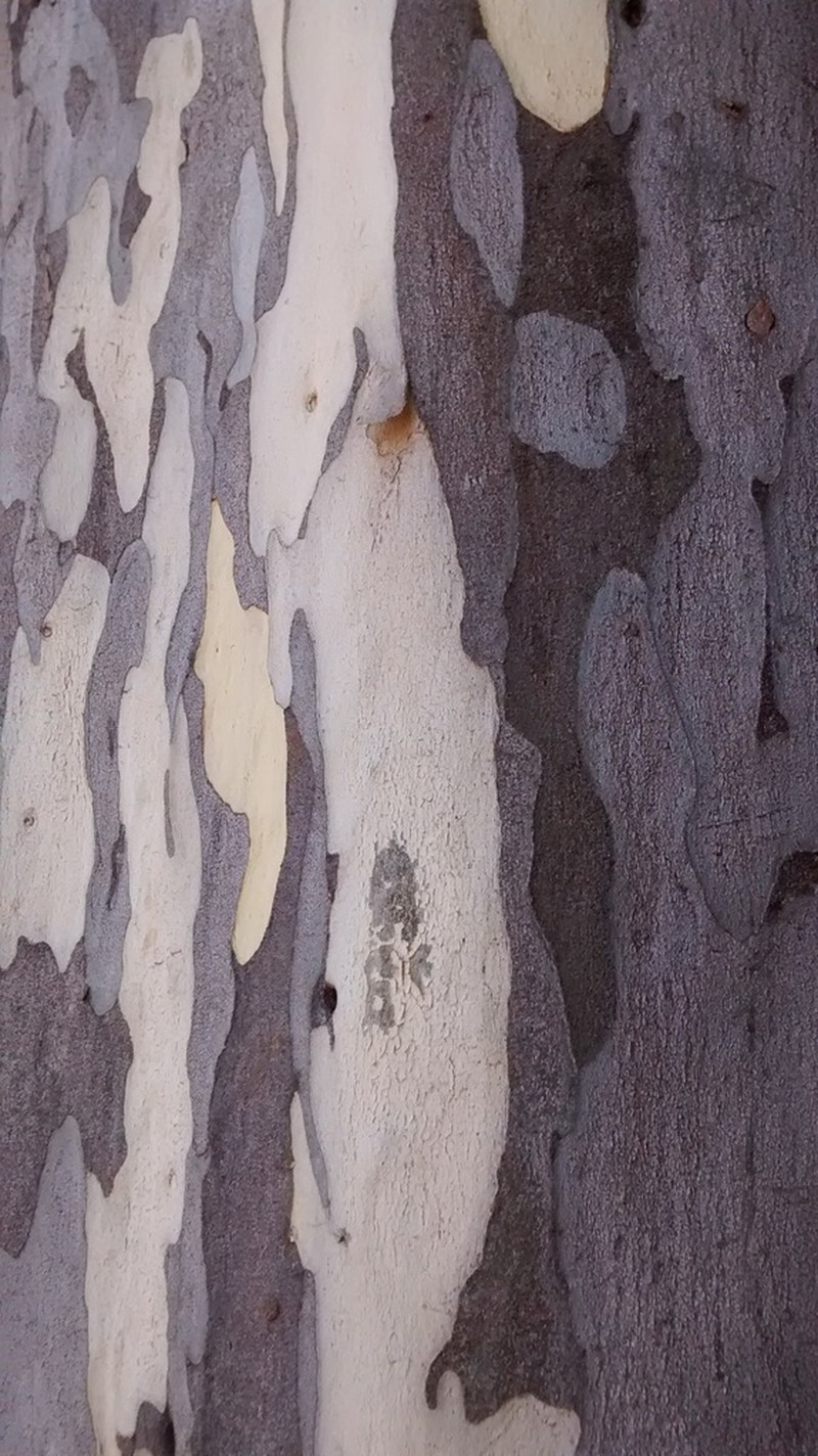 Libidibia leiostachya photo 4