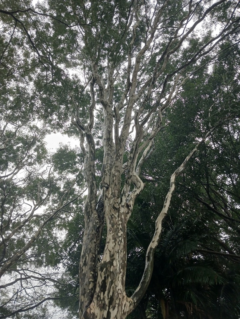 Libidibia leiostachya photo 5