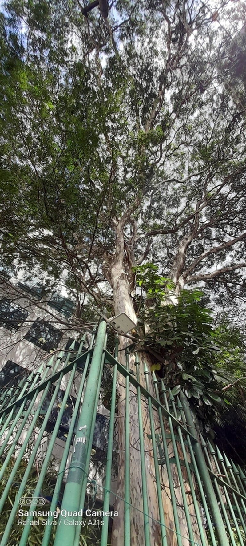 Libidibia leiostachya photo 8