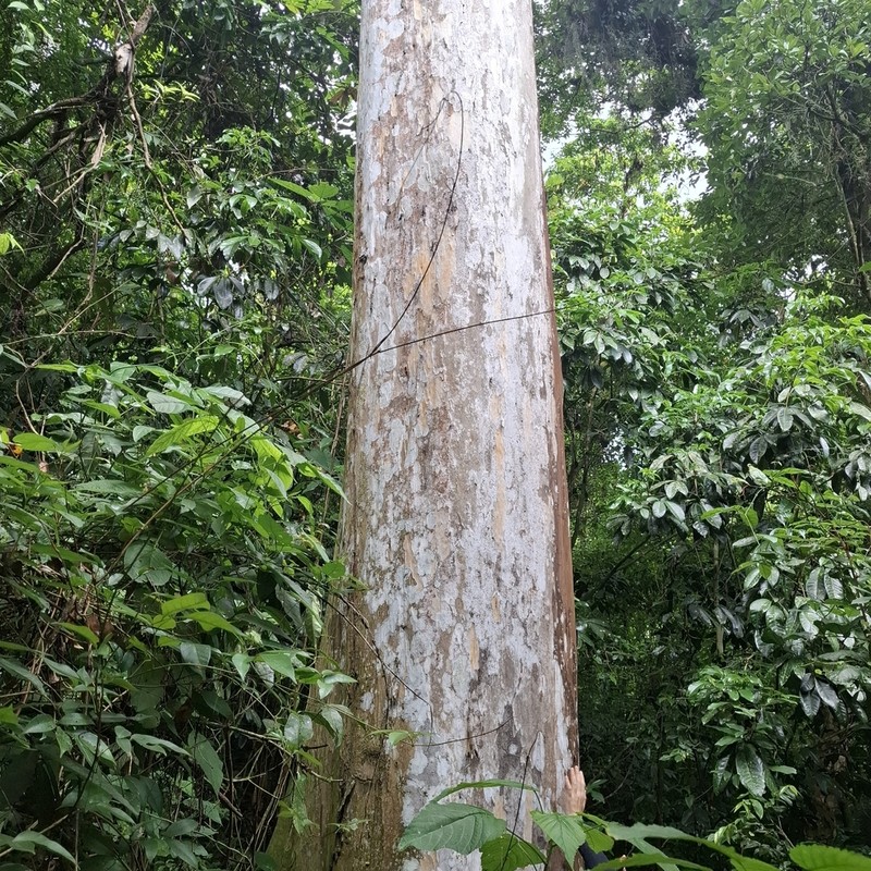 Libidibia parvifolia photo 2