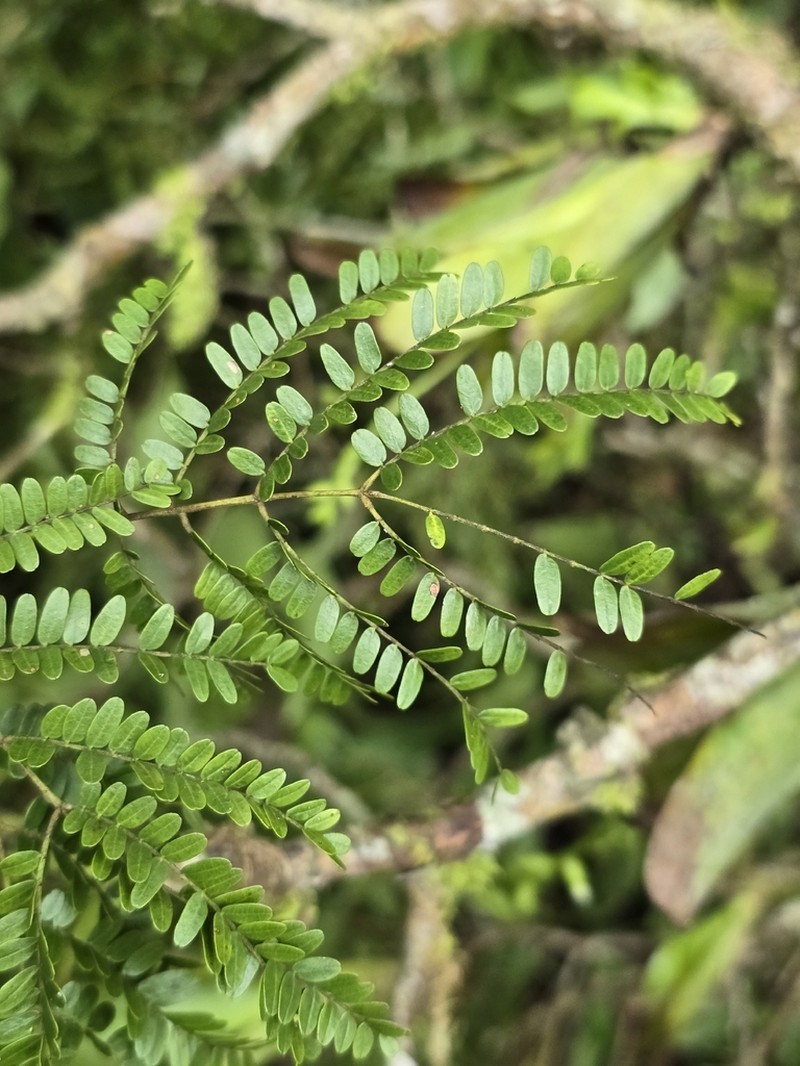 Libidibia parvifolia photo 3