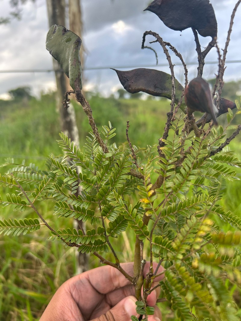 Libidibia parvifolia photo 4