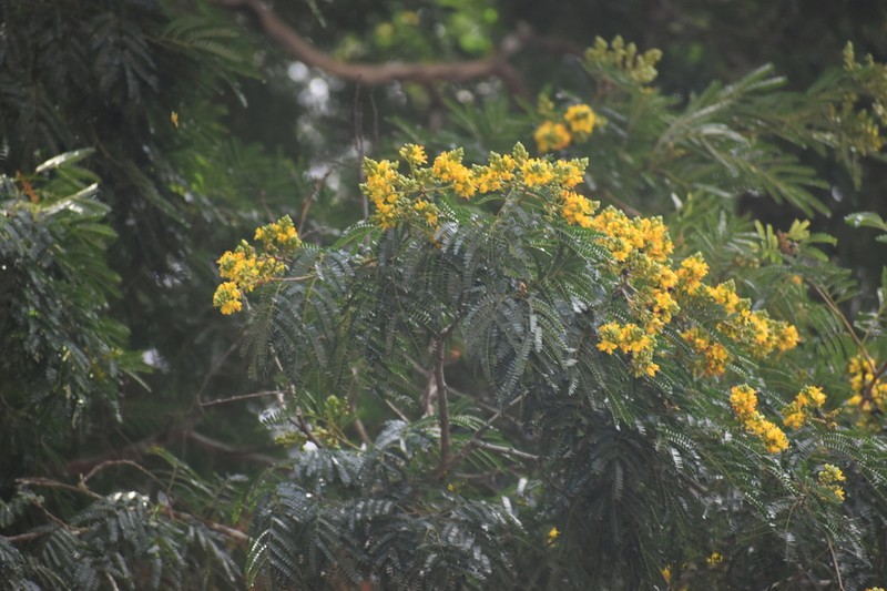 Libidibia parvifolia photo 5