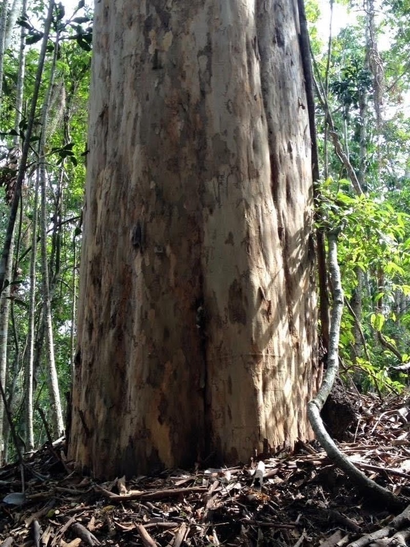 Libidibia parvifolia photo 6