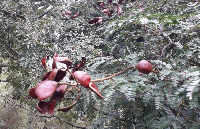 Libidibia parvifolia photo 7
