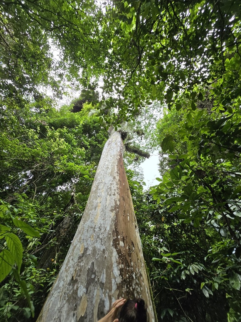 Libidibia parvifolia photo 8