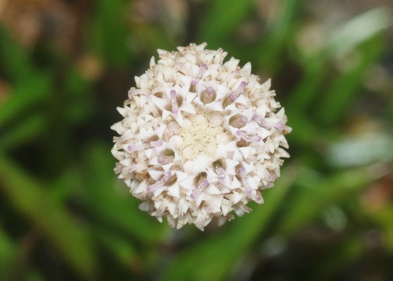Libinhania acicularis photo 2